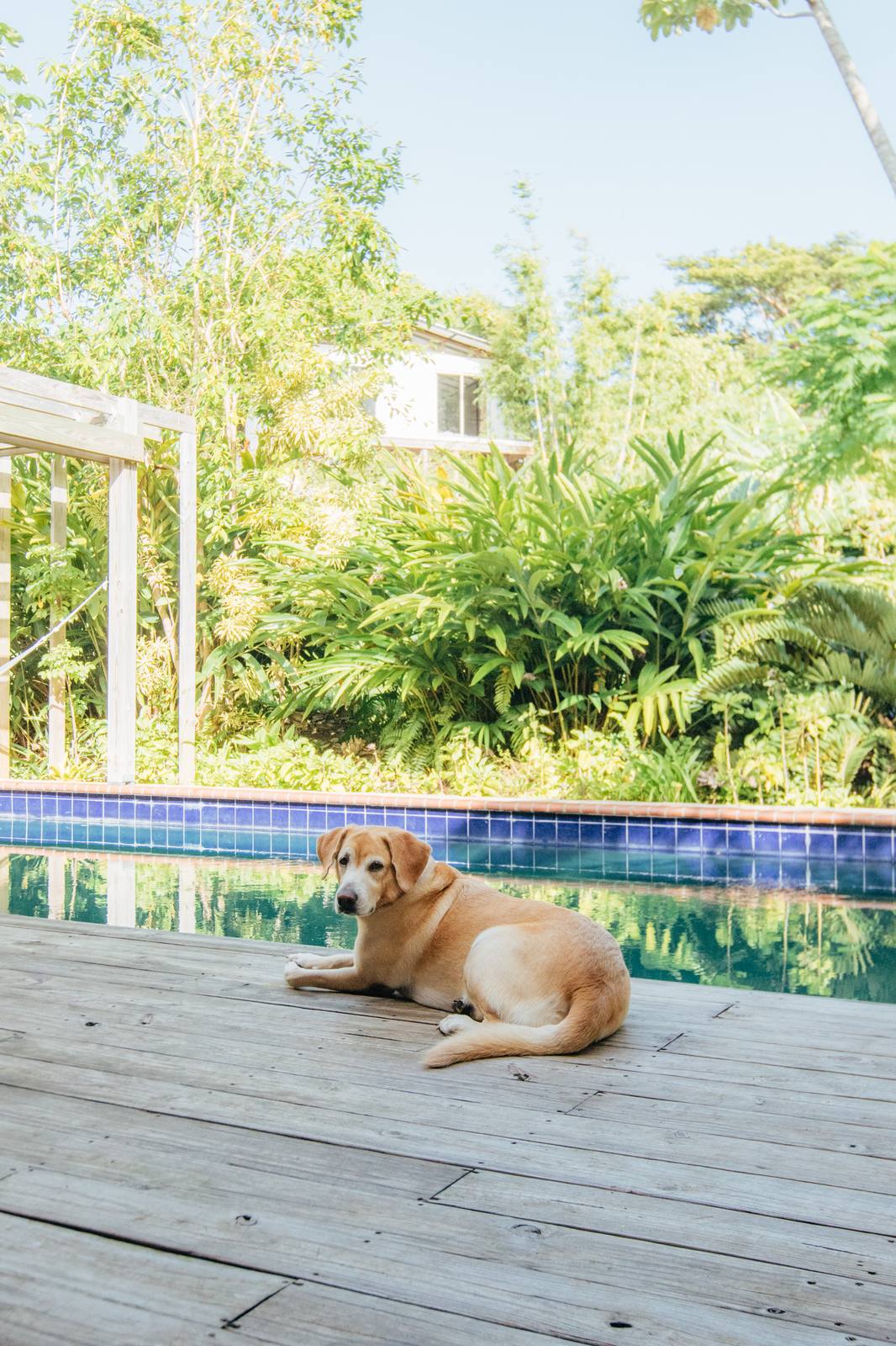 La Finca Victoria boutique hotel in Vieques, Puerto Rico - image 12