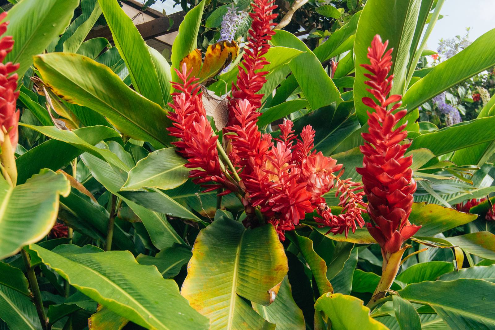 La Finca Victoria boutique hotel in Vieques, Puerto Rico - image 17