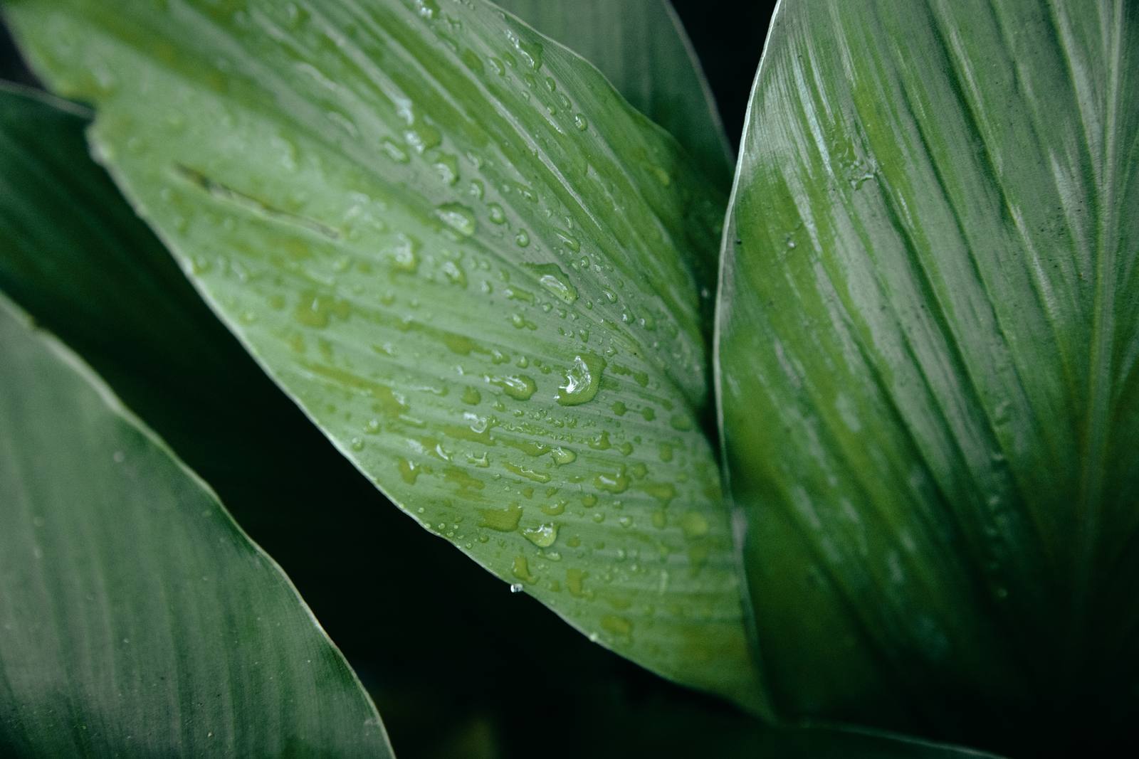 Kapawi Ecolodge in the Ecuadorian Amazon - image 10