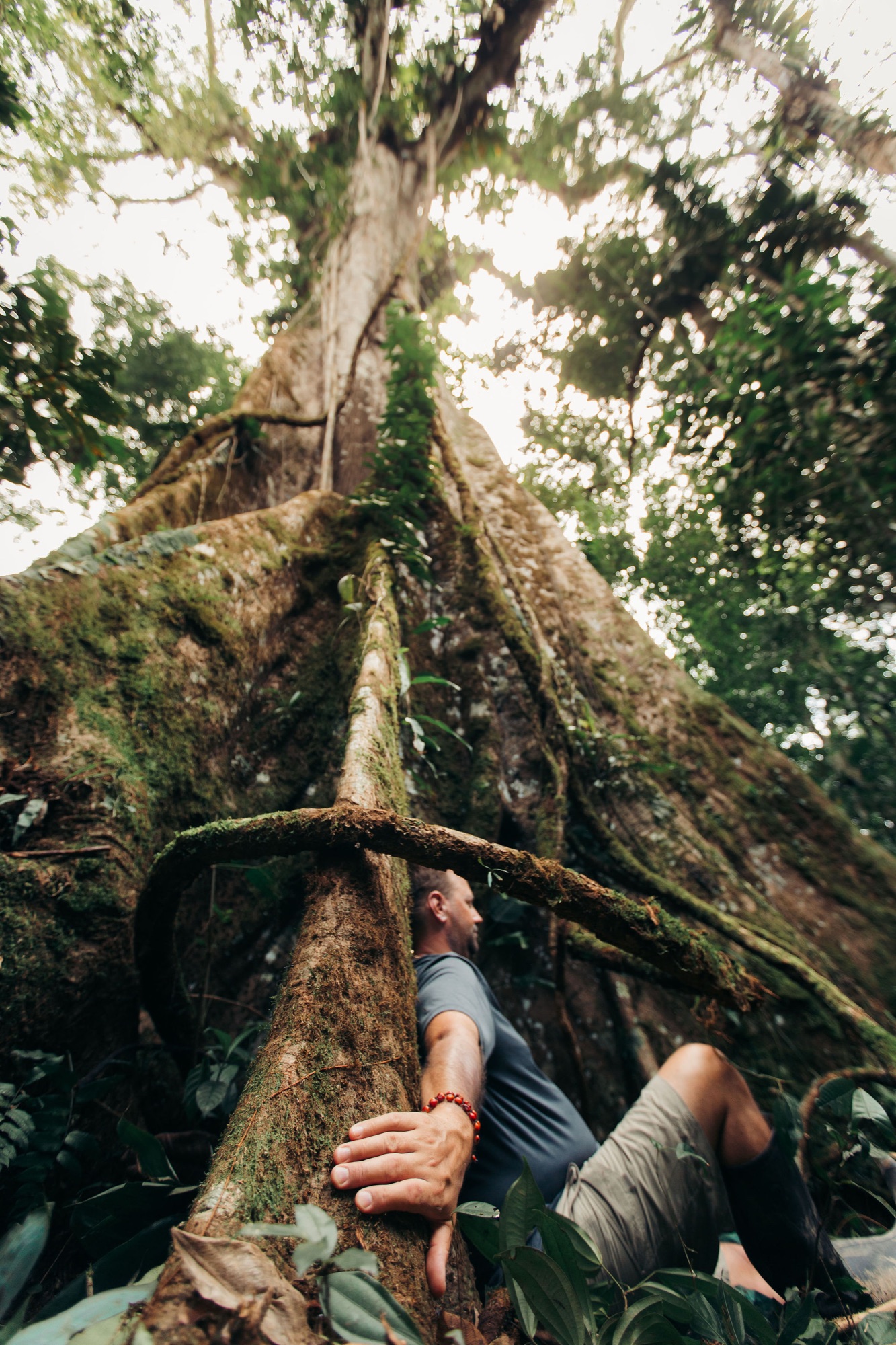 Guest resting among the roots of a giant ceiba tree in the Amazon rainforest